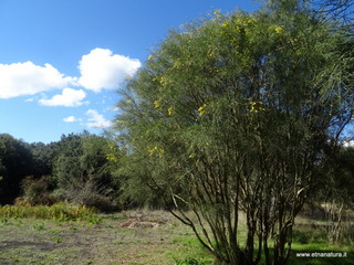 sco di Centorbi-18-10-2020 11
